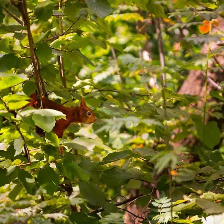 In Near Veluwe Nature Park *