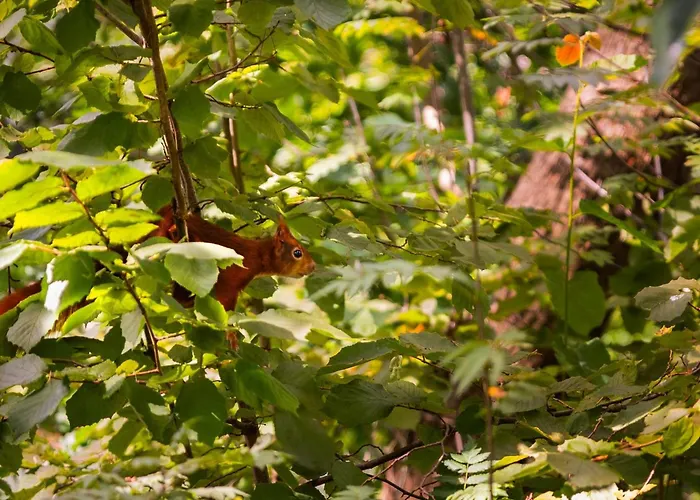 In Near Veluwe Nature Park *